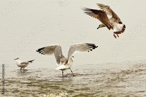 two caspian gulls fighting for fishing spot © taviphoto