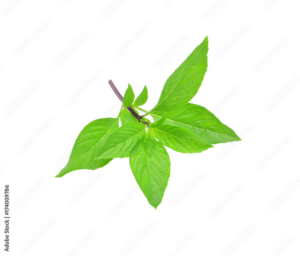 fresh green sweet basil isolated on white background fresh green sweet basil isolated on white background