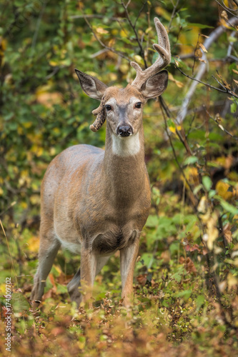White-tailed Buck With Damaged Antler