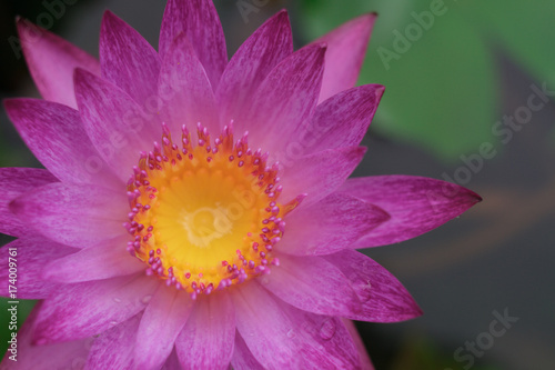 Close up lotus magenta patels yellow pollen in the pond