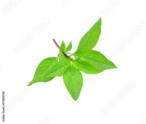 fresh green sweet basil isolated on white background
