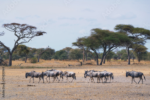 A herd of wildebeest in Serengeti National park