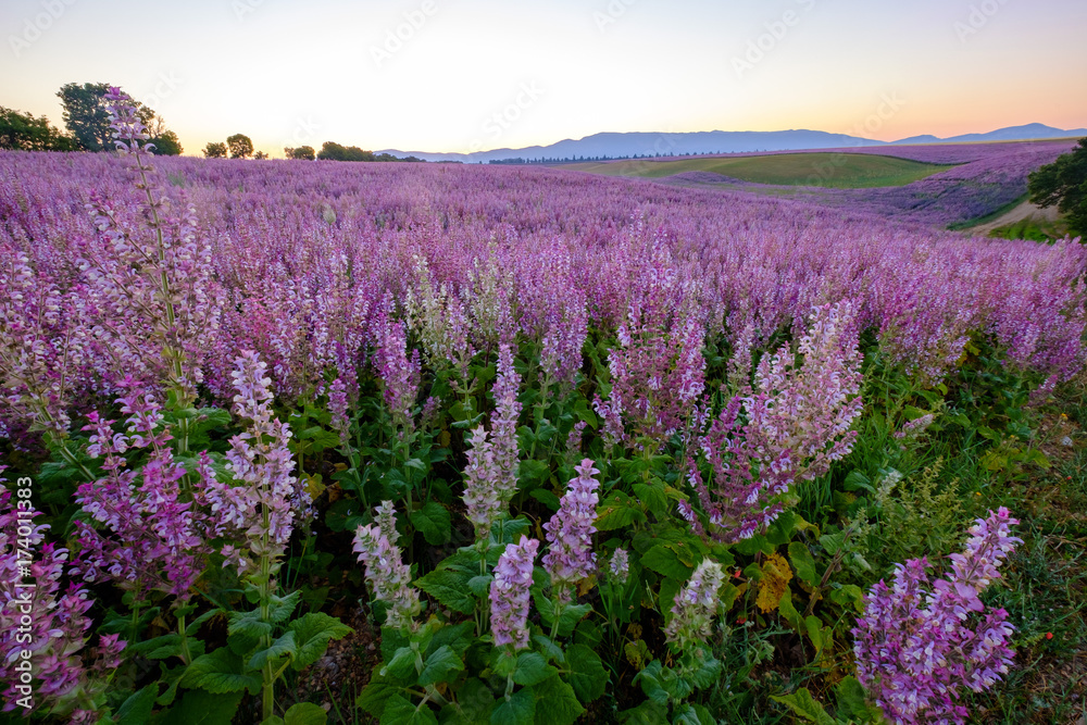 Champ de sauge sclarée au matin tôt, avant le lever de soleil. Provence, France.