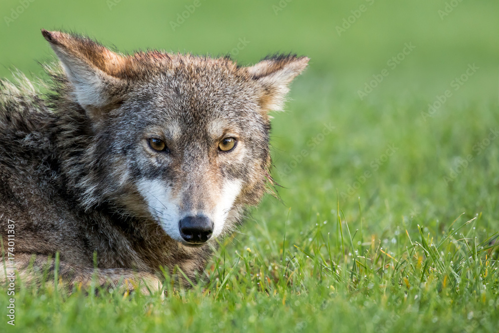 Coyote - Canis latrans, closeup frontal portrait while laying down in the grass.