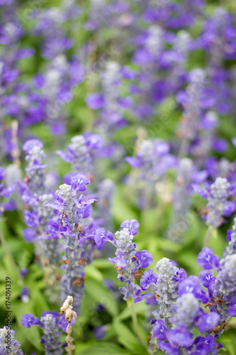 Beautiful lavenders close up in the garden with blurred larvender field background.