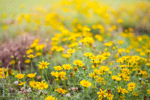 Photograph of yellow small flowers field.