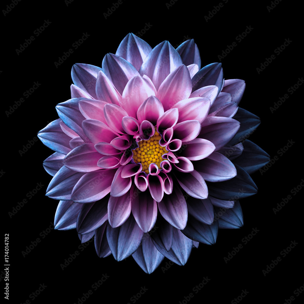 Naklejka premium Surrealistyczny ciemny chrom różowy i fioletowy kwiat dalia makro na czarnym tle