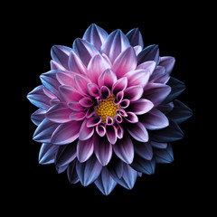 Surreal dark chrome pink and purple flower dahlia macro isolated on black