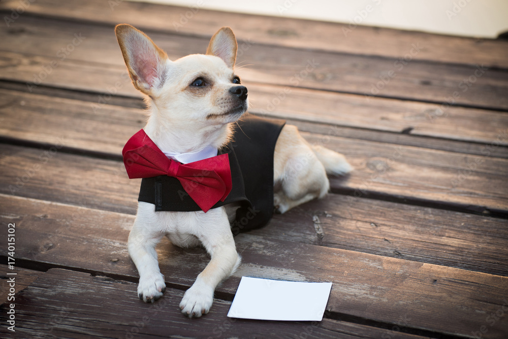 Εκτύπωση καμβά A dog in fashionable clothes with a butterfly on a walk