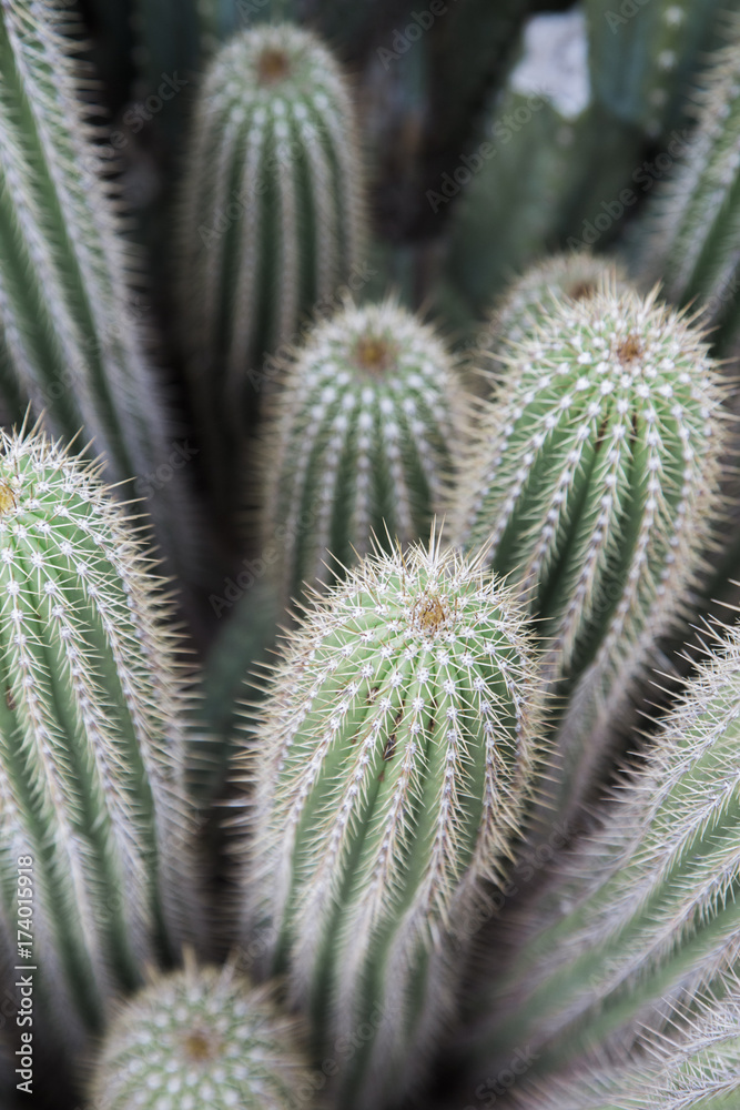 Cactus Cactus