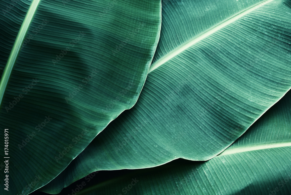 Beautiful tropical banana leaf texture background - obrazy, fototapety, plakaty 