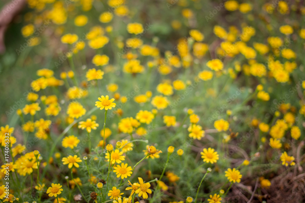 Obraz premium Yellow daisy flowers in garden close up.