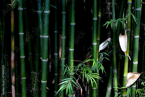 Low key green bamboo background