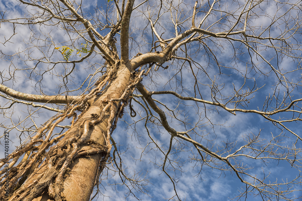 Obraz premium Dead and Dry Branch of tree with blue sky and white cloud background.Structure of Big tree (lonely tree) and no leaf at tropic of Thailand.Branch Tree and Nature Concept
