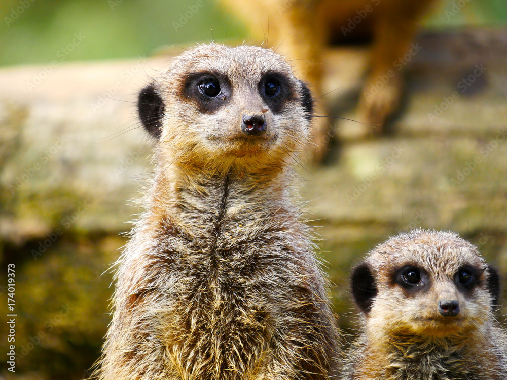 Fototapeta premium Suricate