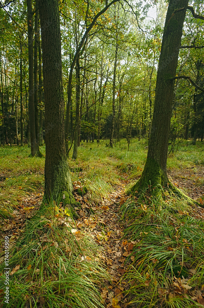 Obraz premium Fall forest with fall leaves