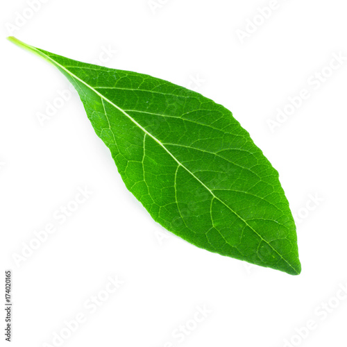 green leaves isolated on white background