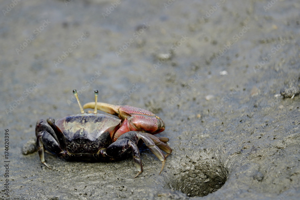 fiddler crab