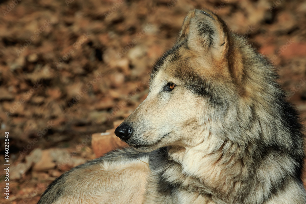 Fototapeta premium A Dignified Mexican Wolf at Rest