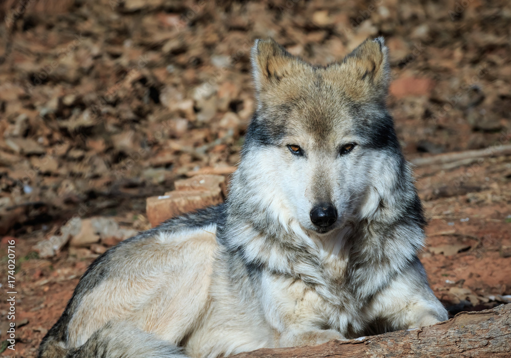 Obraz premium A Dignified Mexican Wolf at Rest