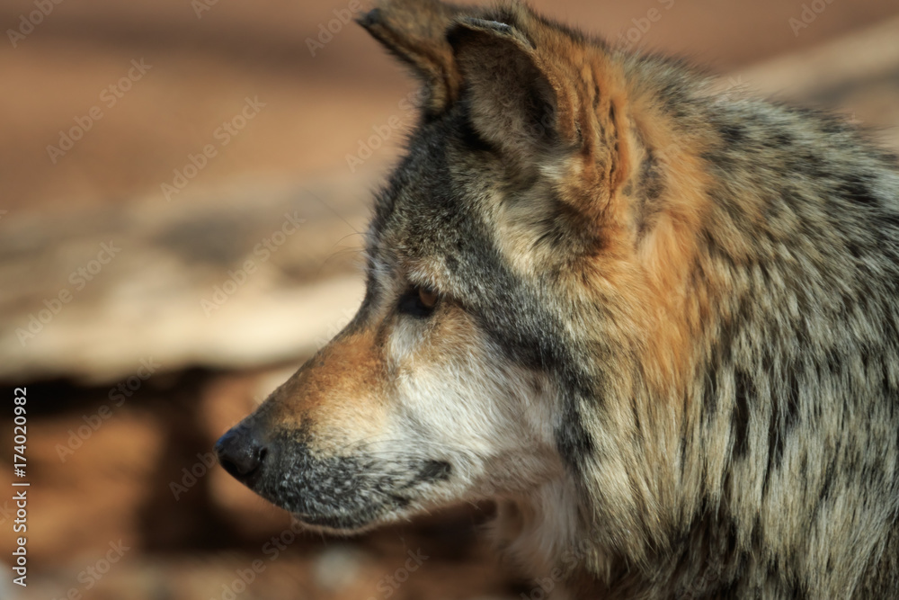 A Dignified Mexican Wolf at Rest
