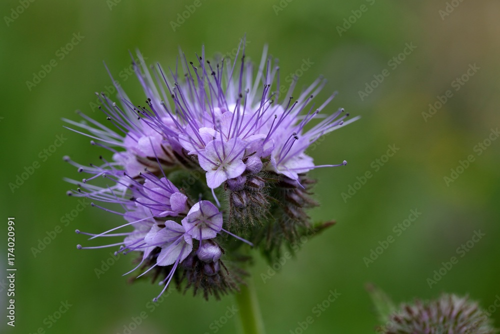 Flowers of the lacy phacelia Flowers of the lacy phacelia