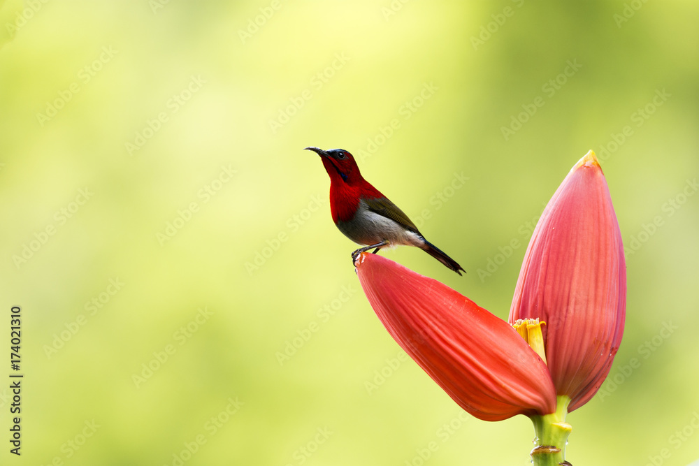 Crimson Sunbird on Banana Cabbage Crimson Sunbird on Banana Cabbage