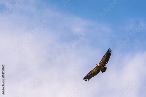 Uvac, Serbia 03, august 2017: Griffon vulture flying