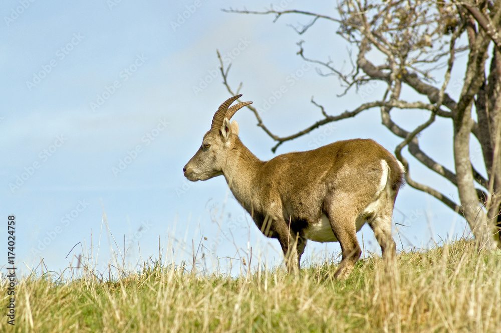 Steinbock / Steinböcke Steinbock / Steinböcke
