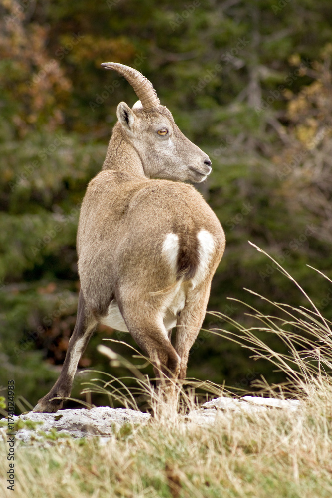 Naklejka premium Steinbock / Steinböcke