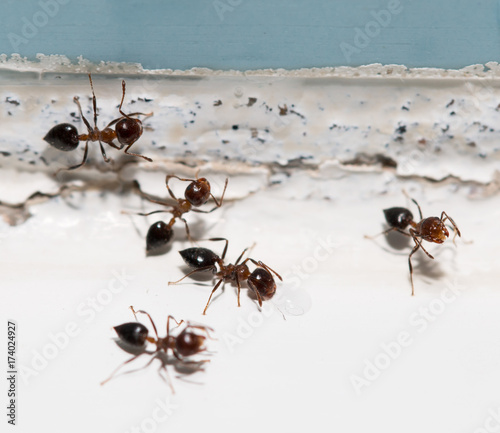 ants on the wall © studybos