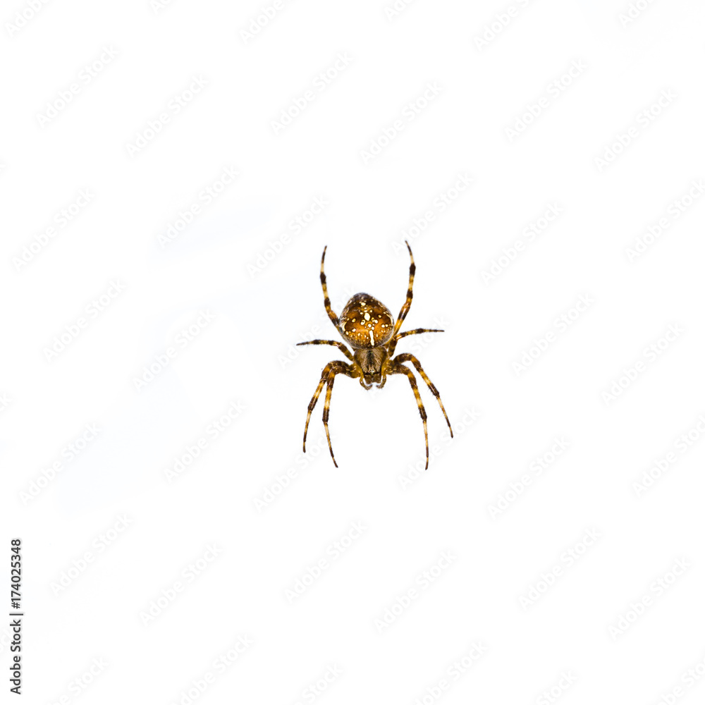 spider isolated on white background spider isolated on white background