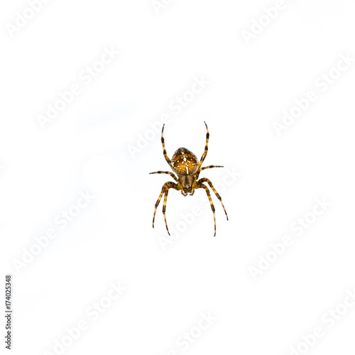 spider isolated on white background © nemez210769