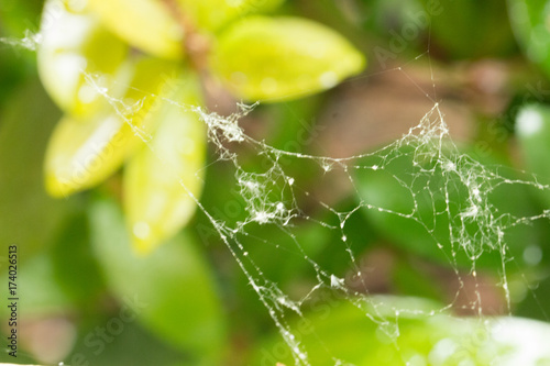 Spider Web After Rain