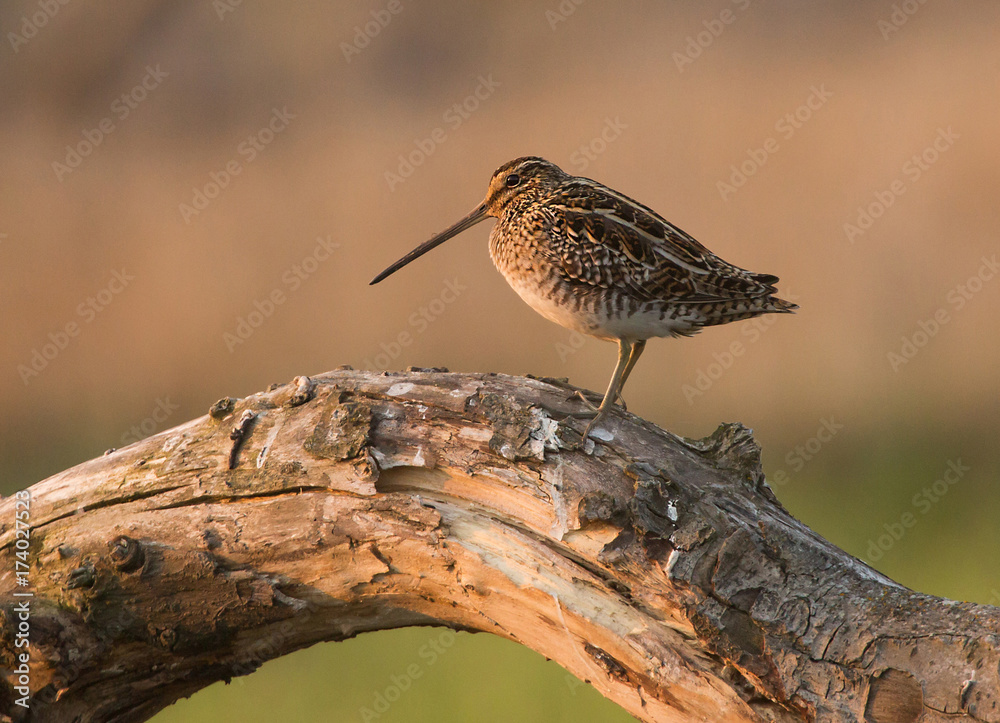 common snipe (Gallinago gallinago)