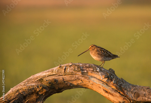 common snipe (Gallinago gallinago) photo