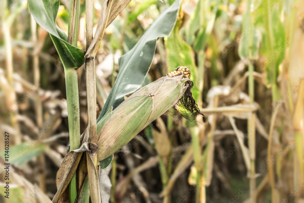 Corncob close up on corn field background Corncob close up on corn field background