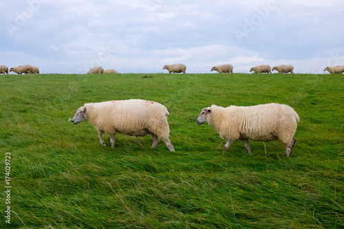 Sheep on a dike on the North Sea coast, between Bensersiel and Neuharlingersiel, Germany