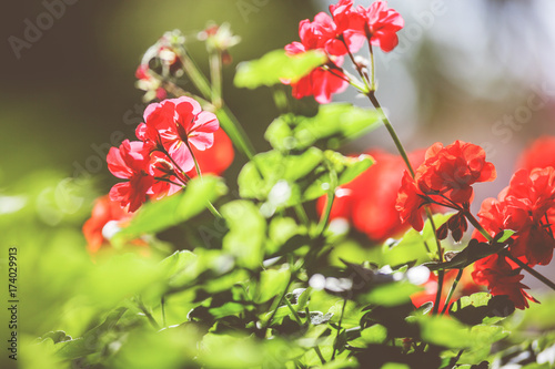 Fototapeta Naklejka Na Ścianę i Meble -  Balcony flowers, home garden with blossom of geranium