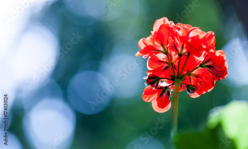 Fototapeta Naklejka Na Ścianę i Meble -  Balcony flowers. Blossom of geranium close up