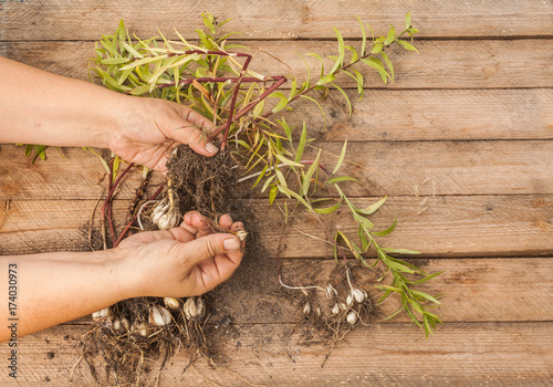 Fototapeta Naklejka Na Ścianę i Meble -  Hands gardener divide the bulbs of lilies Asiatic hybrids