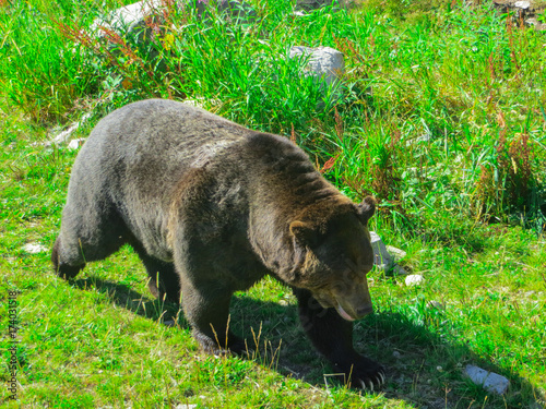 Brown bears in a national park near Vancouver.2015yers. photo