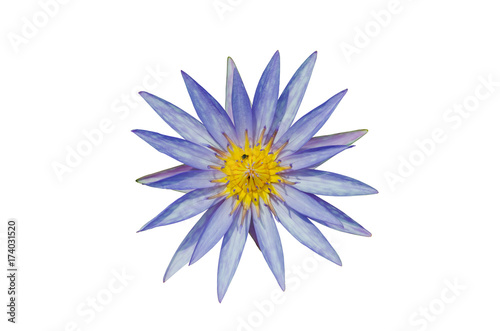 beautiful blue purple and yellow lotus flower isolated on white background.