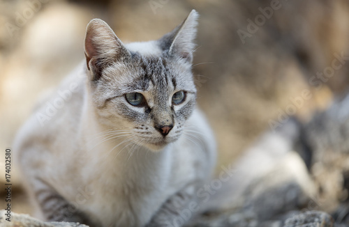 Street cat in a tourist area. © FRANCISGONSA