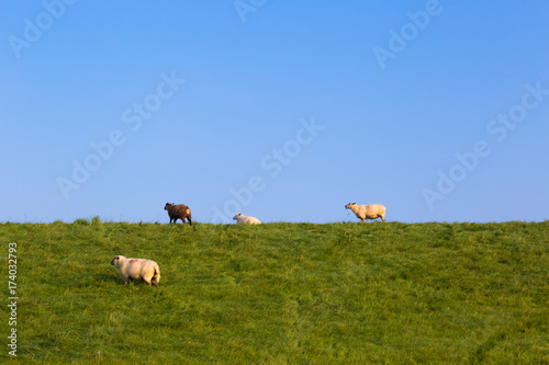 Sheep on a dike on the North Sea coast, between Bensersiel and Neuharlingersiel, Germany