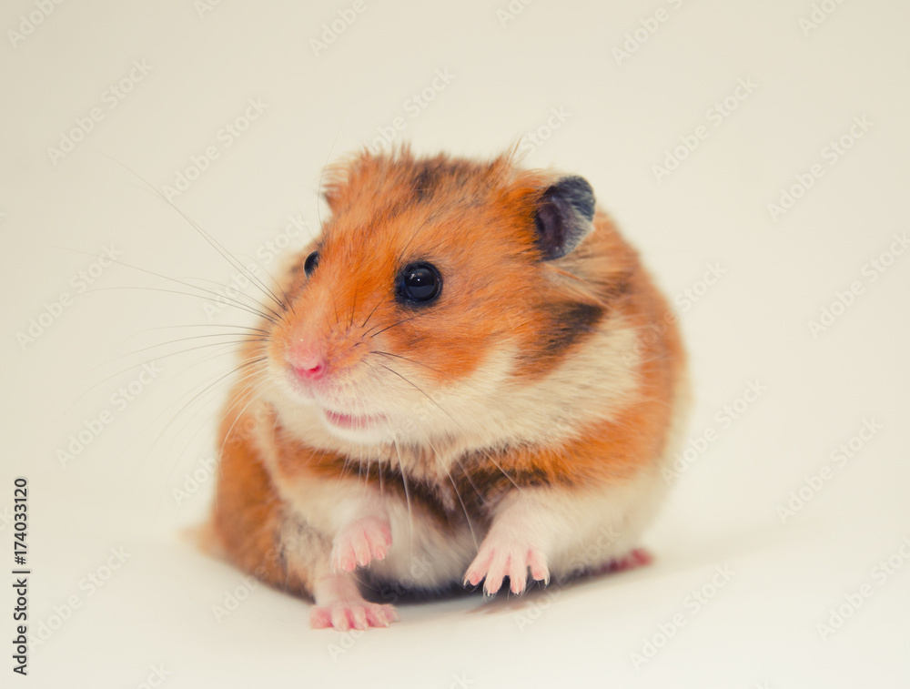 Scared Syrian hamster with a funny expression, selective focus on the hamster eyes (on a gray background), retro style