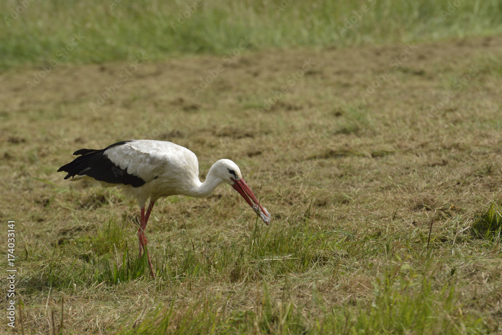 Fototapeta premium White Stork ( Ciconia ciconia )