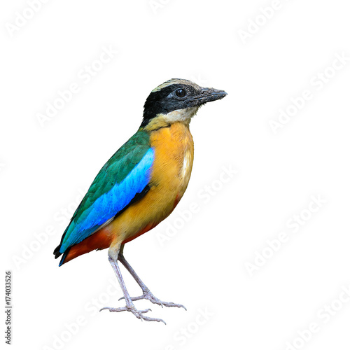 Blue-winged Pitta or Pitta moluccensis, colorful bird isolated standing on ground with white background, Thailand.
