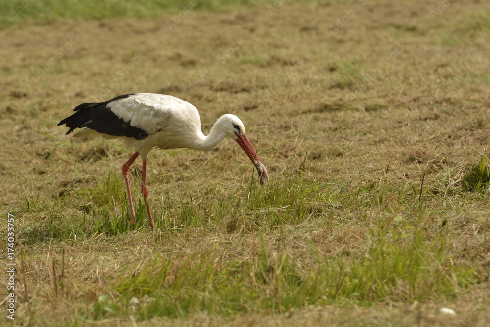 Fototapeta premium White Stork ( Ciconia ciconia )