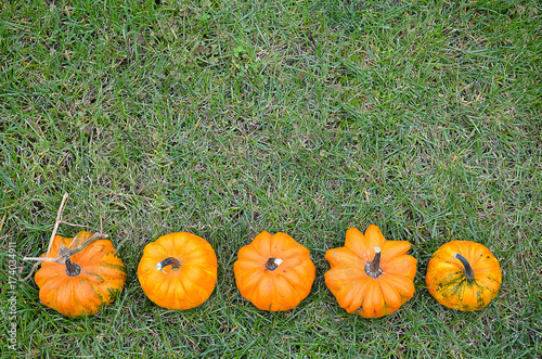 Five small pumpkins are placed horizontally on the green grass